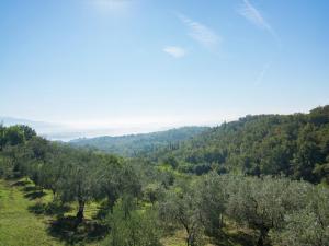Lovely estate not far from Florence with olives trees