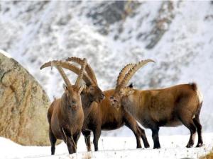 Chalet-village situated in a quiet area