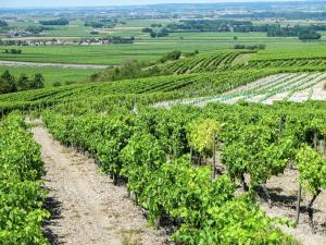 Maisons de vacances Chic Apartment in Segonzac with Swimming Pool : photos des chambres