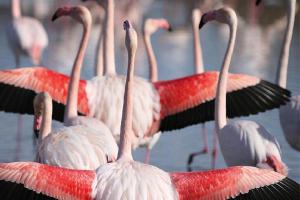 Maisons de vacances Holiday cottage with private terrace, Bellegarde : photos des chambres