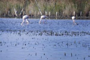 Maisons de vacances Holiday cottage with private terrace, Bellegarde : photos des chambres