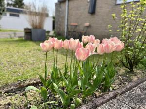 Beautiful bungalow in North Holland
