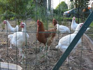 Maisons de vacances Holiday Home in Vignol with Heated Pool : photos des chambres