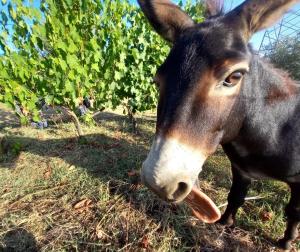 Agriturismo Gli Archi