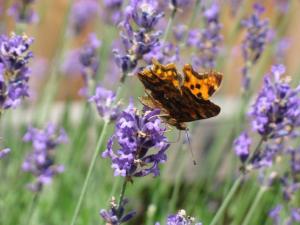Ferienwohnungen Wildblume
