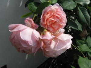 Ferienwohnungen Wildblume