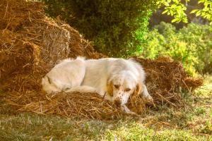 Top Floor in a Farmhouse in Efil, Çanakkale