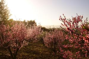 Top Floor in a Farmhouse in Efil, Çanakkale