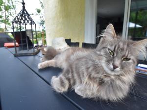 Maisons de vacances Holiday Home in Quineville near Beach : photos des chambres