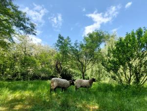 Villas Clos des Loriots : photos des chambres