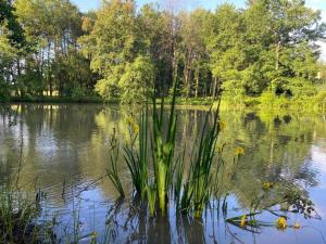 Villas Riverside Charm in Perigord Noir : photos des chambres