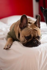 Citizen Suites By Dahlia