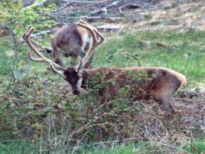 6 person holiday home in Bedsted Thy-By Traum