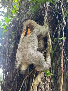 Japanese Room ,Beautiful Cabin in the heart of Town