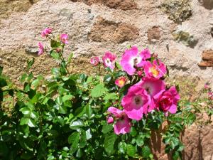 Maisons de vacances Holiday Home in Rueyres with Private Pool : photos des chambres