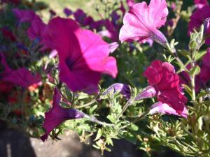 Maisons de vacances Holiday Home in Vosges with Garden and BBQ : Maison de Vacances 2 Chambres