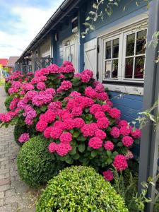 Domki Letniskowe Albatros