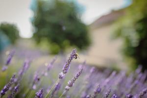 FEWO KOI mit Teichblick