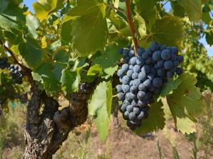 Villas Villa in Beaumes-de-Venise with Pool : photos des chambres