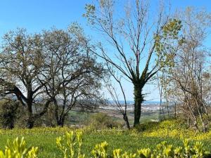 Inviting Holiday Home in San Costanzo with Swimming Pool