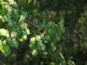 Maisons de vacances Holiday Home in Ozeville near St Vaast : photos des chambres