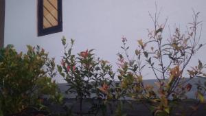 Dream Nature Villa