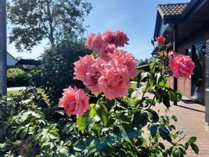 Ferienhaus Sasse Ferienwohnungen mit Garten & Grill