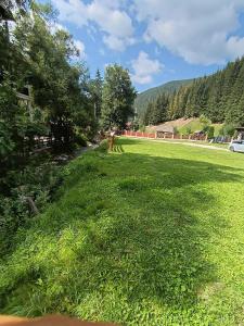 Casa Alexandru Dorin