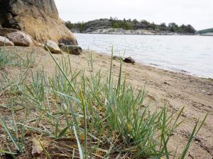 Peaceful Coastal Getaway on Oddo