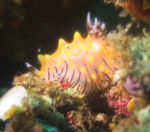 Dhita Bila Bungalows & Dive