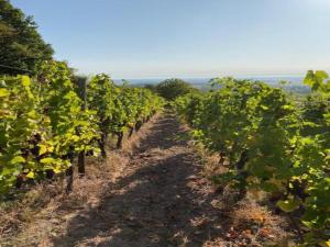 Appartements Apartment in Dambach near Vineyards : photos des chambres