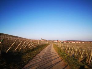 Appartements Apartment in Dambach near Vineyards : photos des chambres