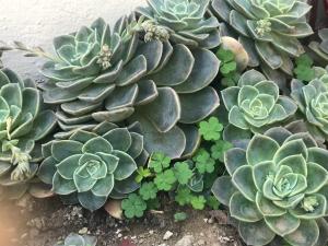 Cozy Luxury NO ANIMAL PRODUCTS ALLOWED ON PREMISES