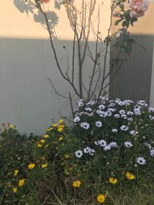 Cozy Luxury NO ANIMAL PRODUCTS ALLOWED ON PREMISES