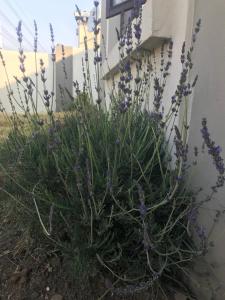 Cozy Luxury NO ANIMAL PRODUCTS ALLOWED ON PREMISES