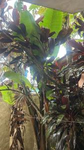 A casa pequena, mas cuidadosamente decorada, oferece um ambiente acolhedor e íntimo, perfeito para relaxar