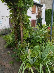 Les Chanterelles La souris des champs