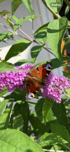 Apartamenty Euphoria