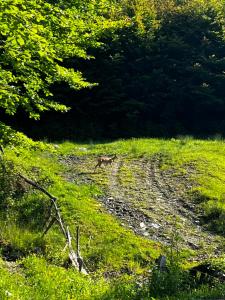 Cabana Cristalul din Apuseni