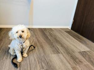 B-C APARTMENT Asakusa Hanazono Dori - Vacation STAY 92807v