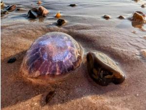 10 person holiday home in Saltum-By Traum