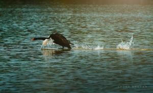 Ecopark Lushy Stay Garden in the Cloud