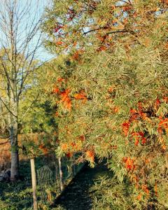 Charming Hen House With Terrace Near Vadstena