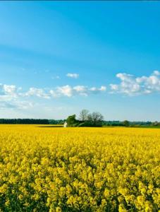 Renovated Studio With Views Over Österlen Plains