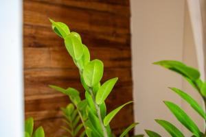 Architect stylish 3bdrs villa Amaya - Umalas