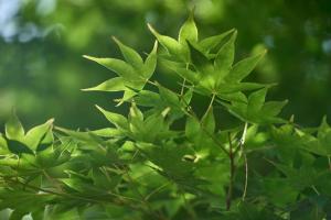 COCO VILLA 山中湖 -Lake Yamanakako-