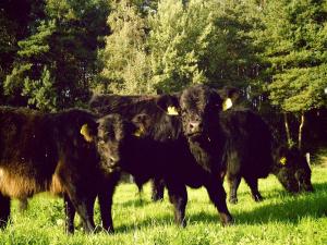 Spacious Apartment with Garden