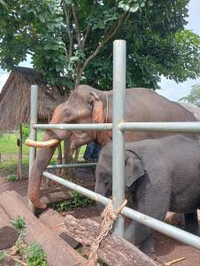 Sona Trekking tour-homestay