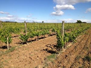 Appartements Apartment with pool amid vineyards and near the beach : photos des chambres