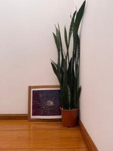 Cool Cats beach house